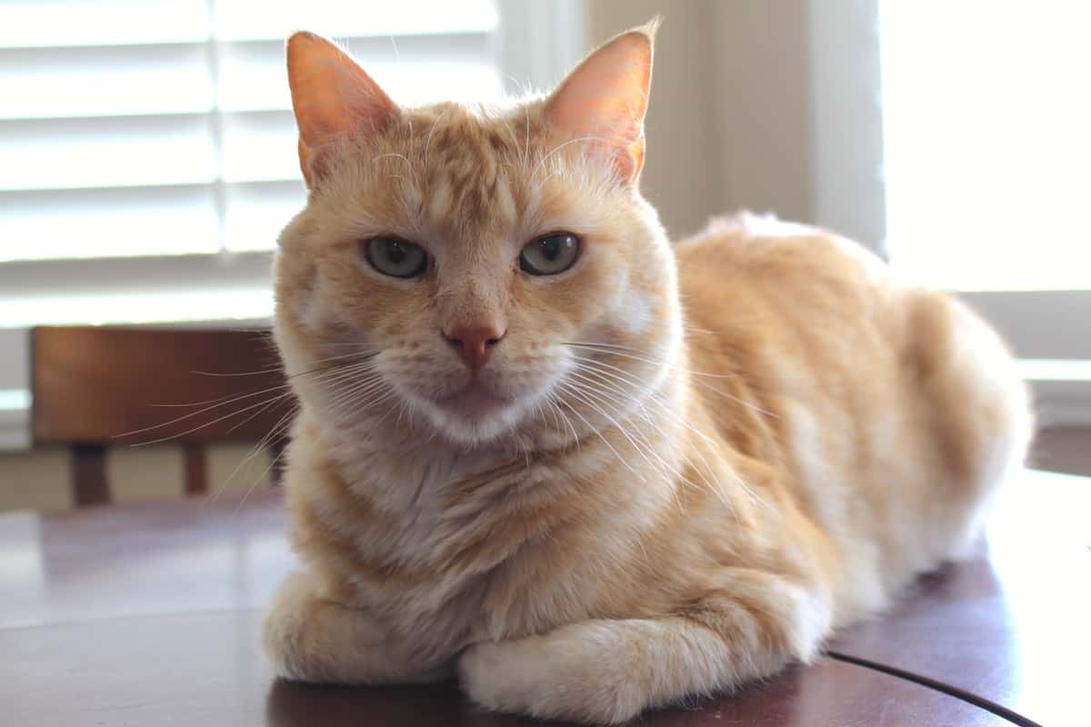 Yellow cat sits in a partial loaf position