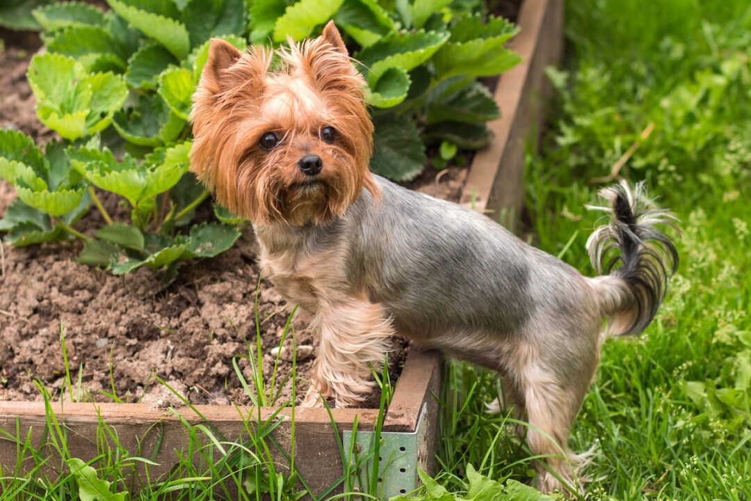 How Long Do Yorkies Live? Average Lifespan & Causes of Death