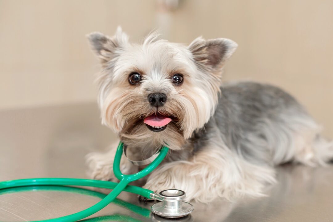 how-long-do-yorkies-live-average-lifespan-causes-of-death