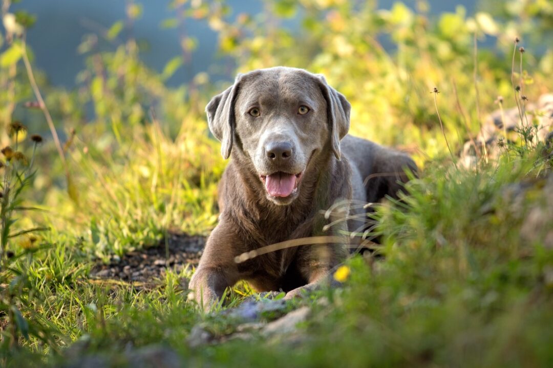 Silver Lab Facts, Controversy, Puppy Prices, Pictures & FAQs