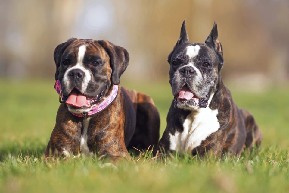 Boxer Ear Cropping Should You Crop Your Boxer’s Ears?