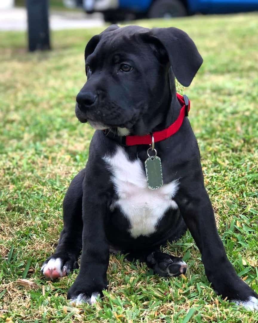 American Pit Corso Cane Corso Pitbull mix puppy