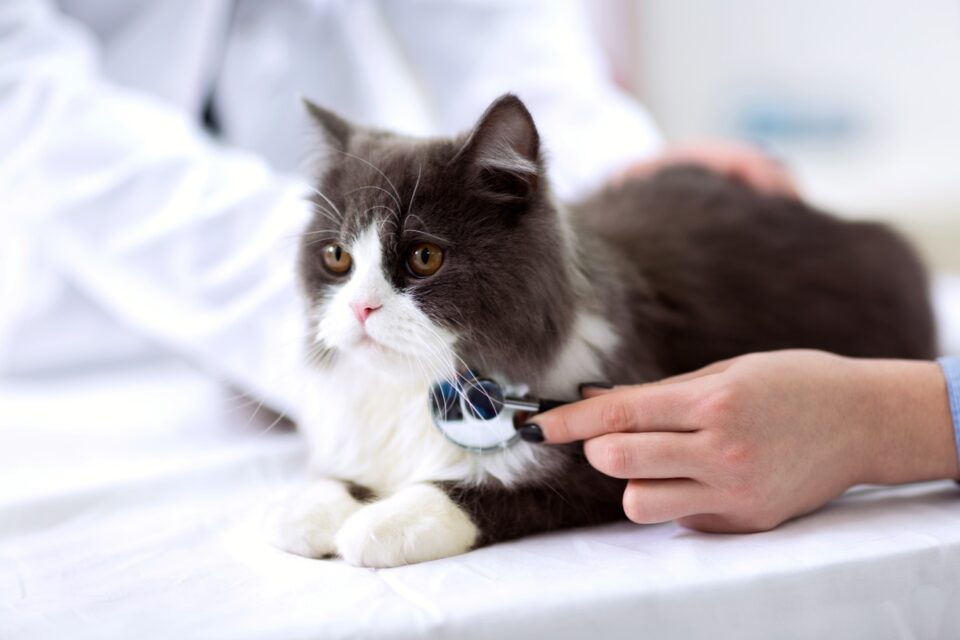 How Much Does a Persian Cat Cost? (2024 Price Guide)