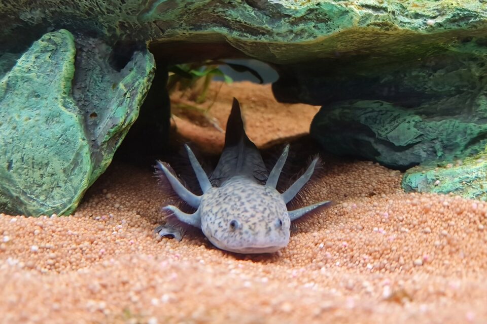 Keeping and Caring for Axolotls as Pets The Ultimate Guide