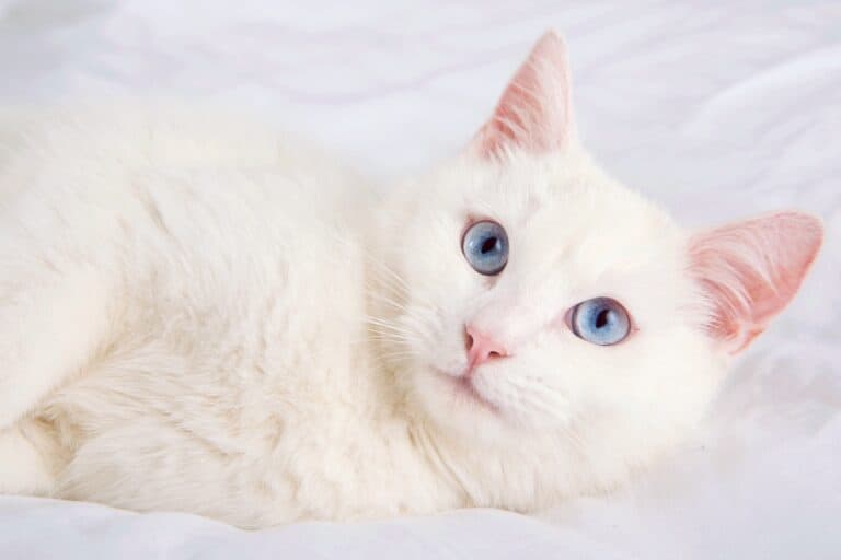 White Cats With Blue Eyes What’s So Special About Them?