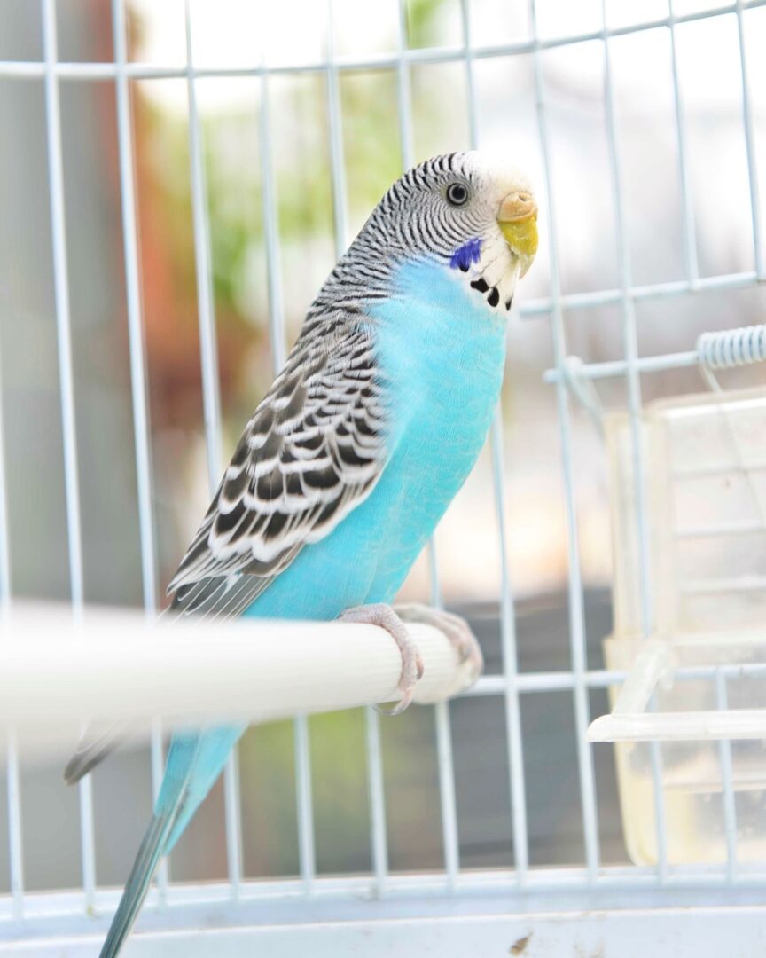 Blue Parakeet All There Is to Know About This Blue Bird Angel
