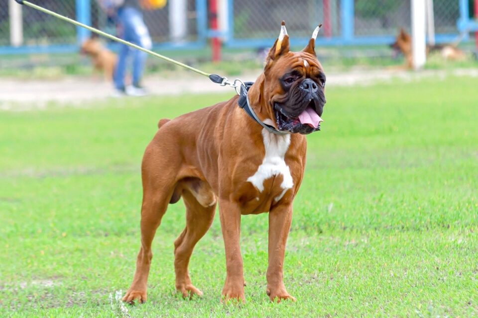 Boxer Ear Cropping Should You Crop Your Boxer’s Ears?