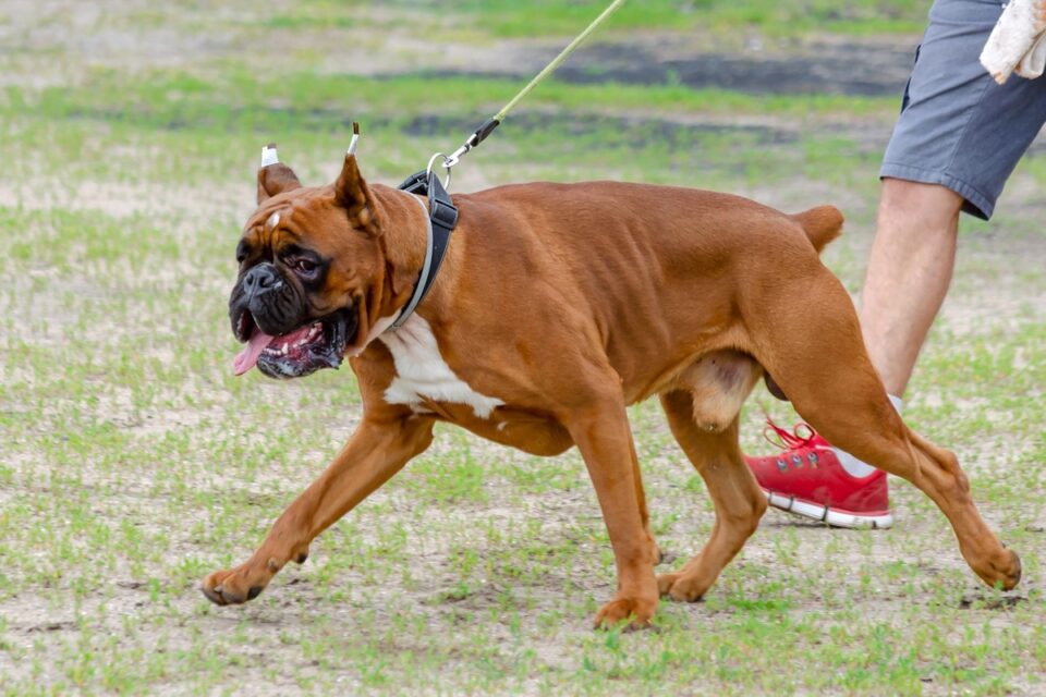 Boxer Ear Cropping Should You Crop Your Boxer’s Ears?