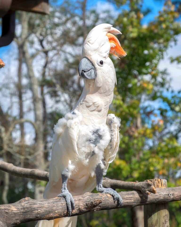 How Much Does a Cockatoo Cost? Cockatoo Prices & Expenses