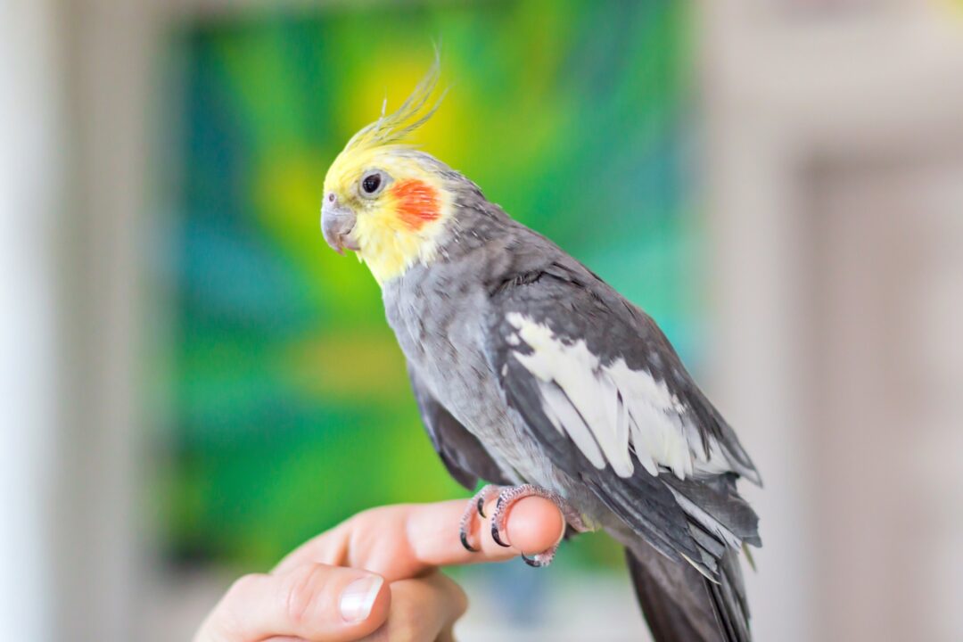 How Much Does a Cockatiel Cost? Cockatiel Prices & Expenses
