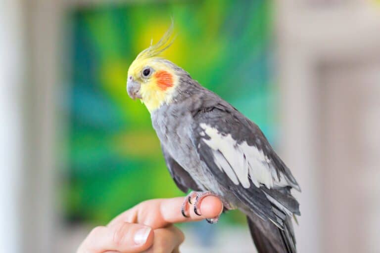 How Much Does a Cockatiel Cost? Cockatiel Prices & Expenses