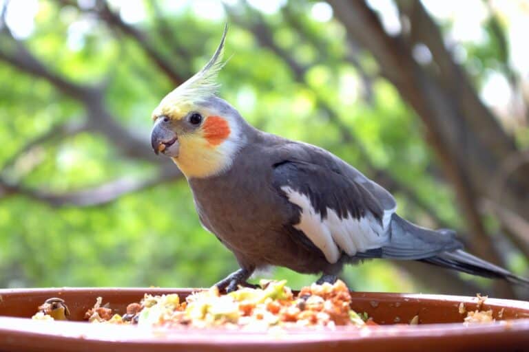 How Much Does a Cockatiel Cost? Cockatiel Prices & Expenses