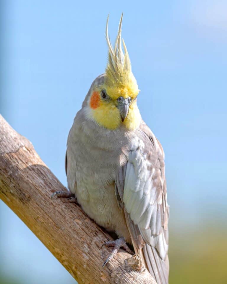 How Much Does a Cockatoo Cost? Cockatoo Prices & Expenses