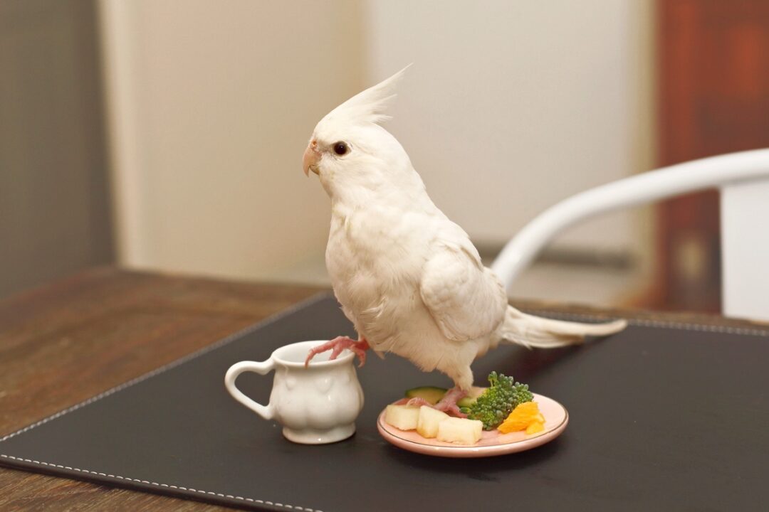 How Much Does a Cockatoo Cost? Cockatoo Prices & Expenses