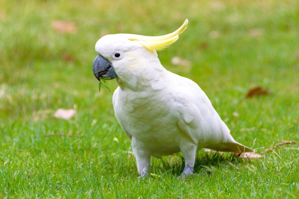 How Much Does a Cockatoo Cost? Cockatoo Prices & Expenses