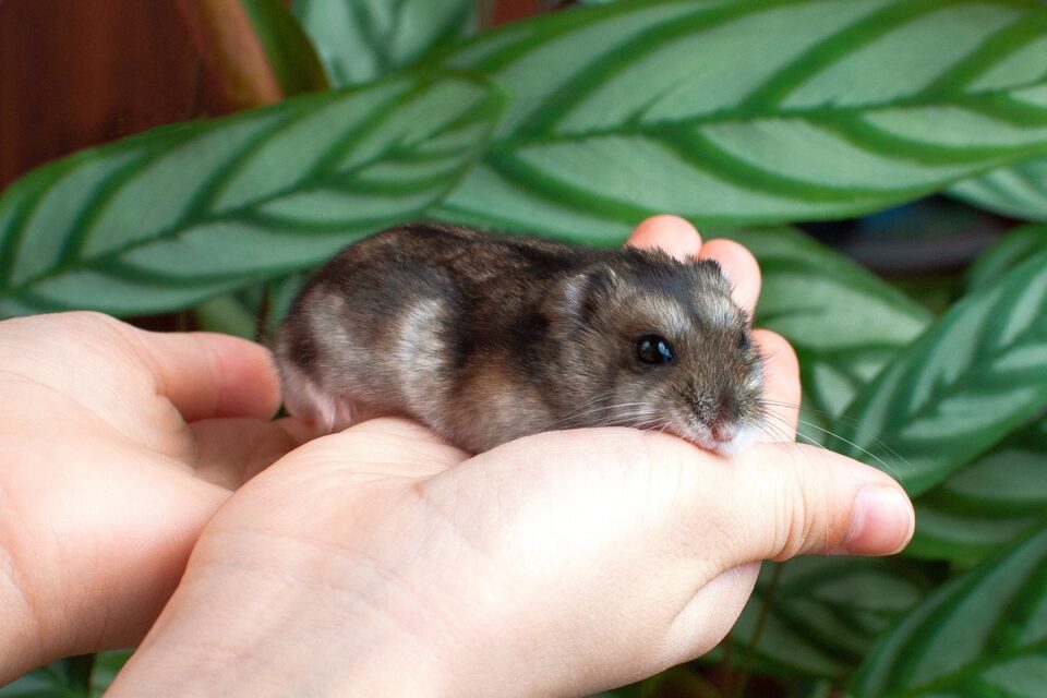 How to Know If Your Hamster Is Dying? 7 Signs and Symptoms