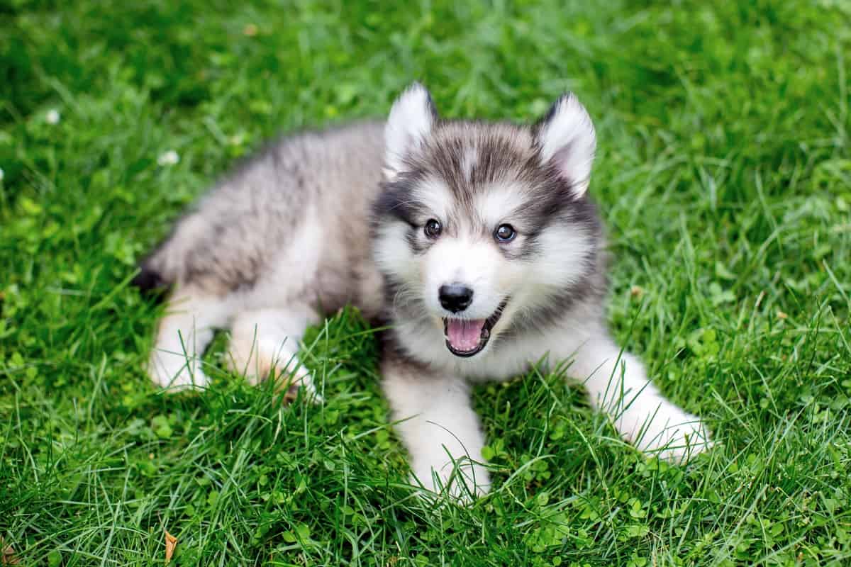 Cute Alaskan Malamute puppy playing outdoors on grass
