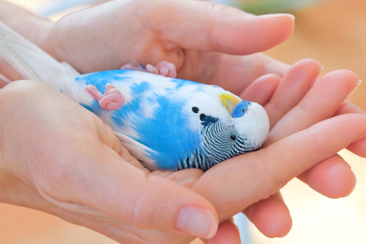 Cute little blue parakeet for sale or adoption