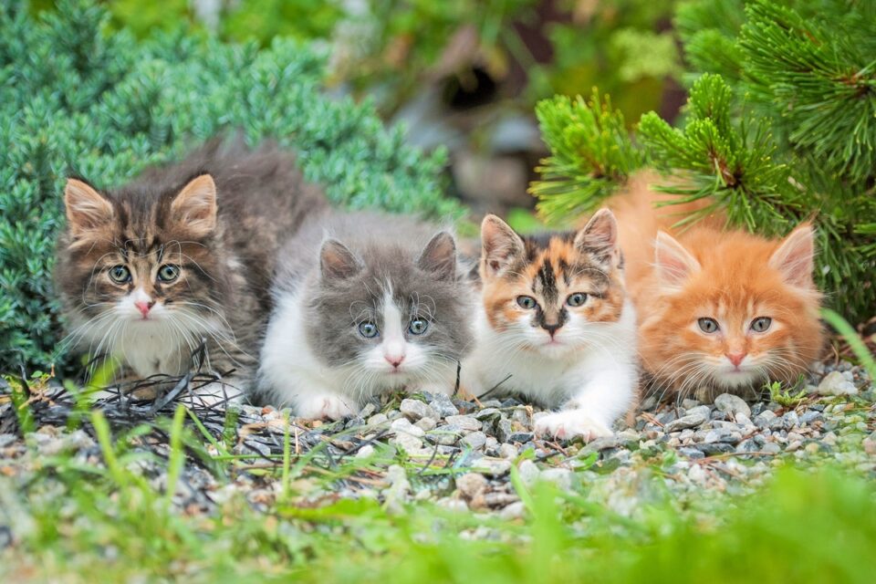 Torbie, Tabby, Tortie, and Calico Cats What Are the Differences?