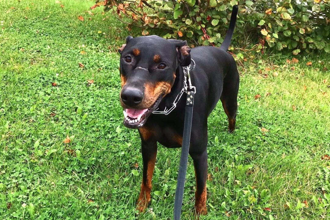 Doberman Pit (Doberman & Pitbull Mix) Info, Pictures, Facts, FAQs, and More
