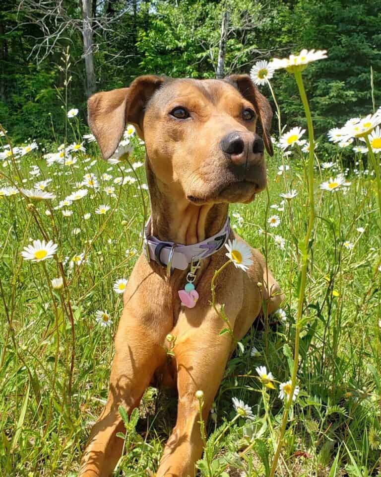 Doberman Pit (Doberman & Pitbull Mix) Info, Pictures, Facts, FAQs, and More