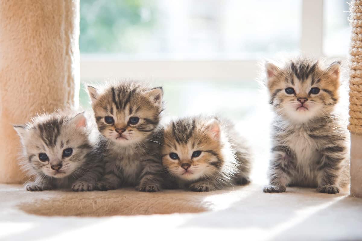 Four cute Persian kittens for sale or adoption