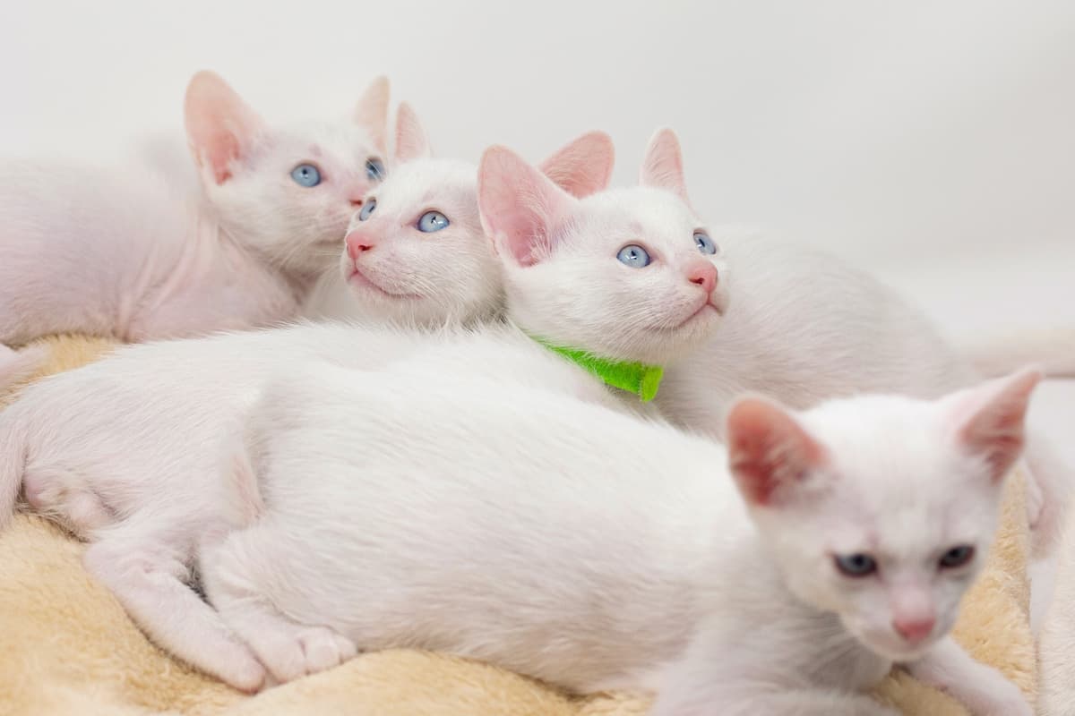 Four kittens with blue eyes for sale or adoption