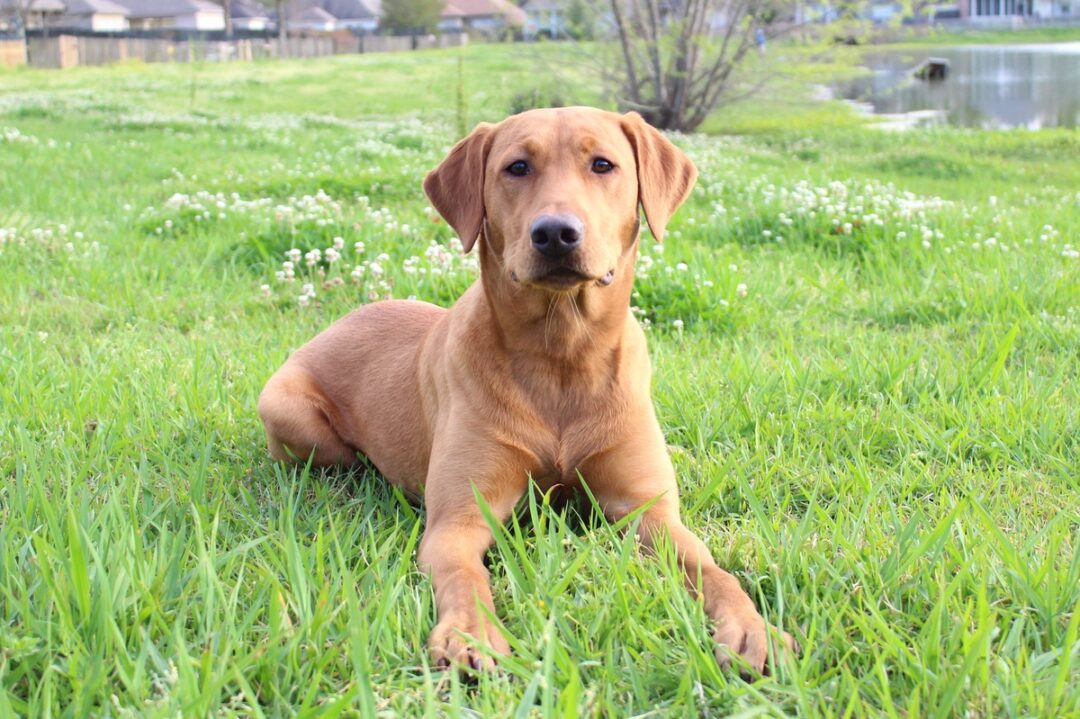 Red Fox Lab An Ultimate Guide to Fox Red Labradors