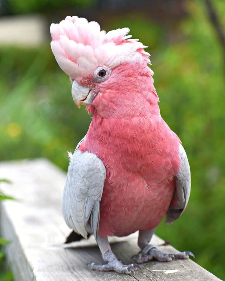 How Much Does a Cockatoo Cost? Cockatoo Prices & Expenses