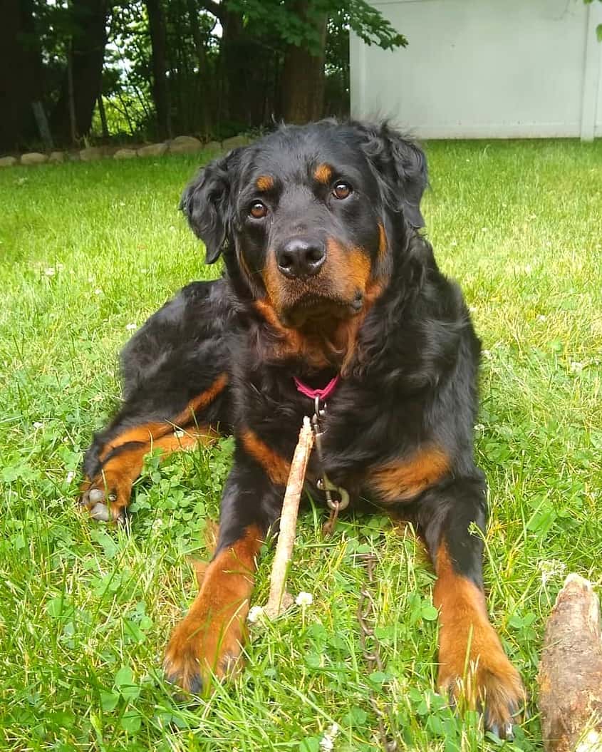 are rottweilers considered long hairor short hair