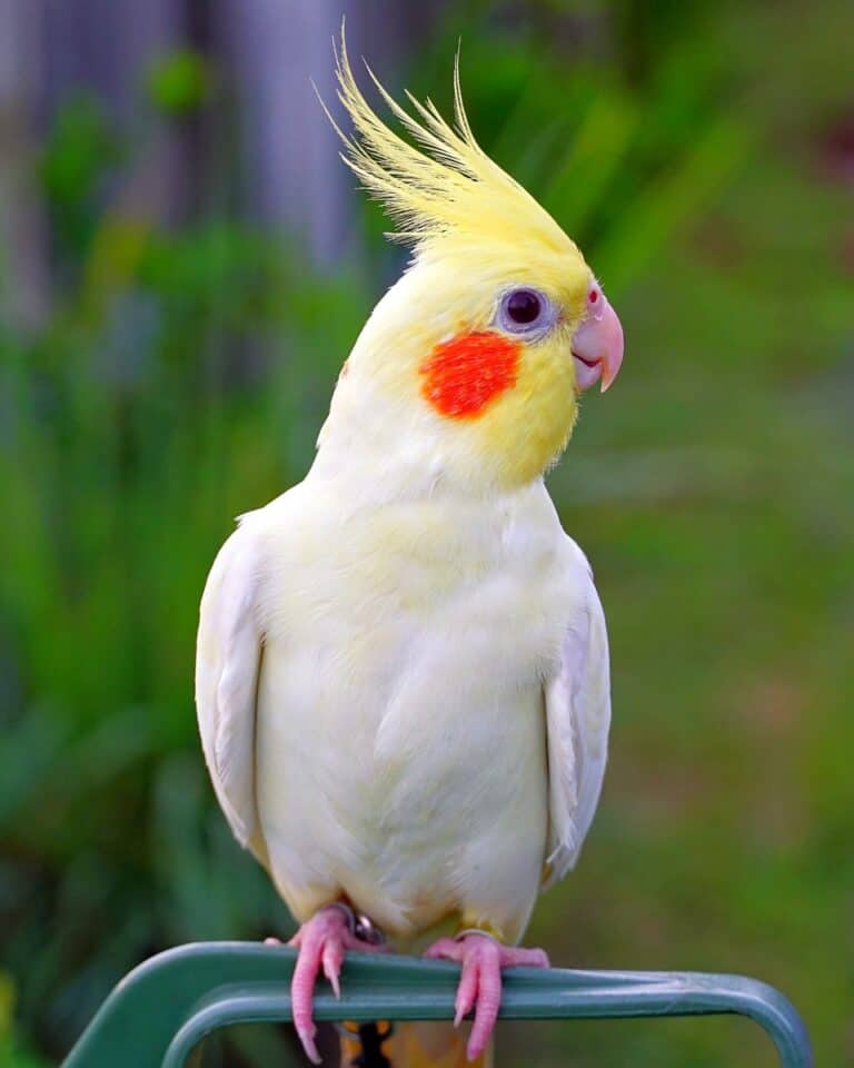 How Much Does a Cockatiel Cost? Cockatiel Prices & Expenses