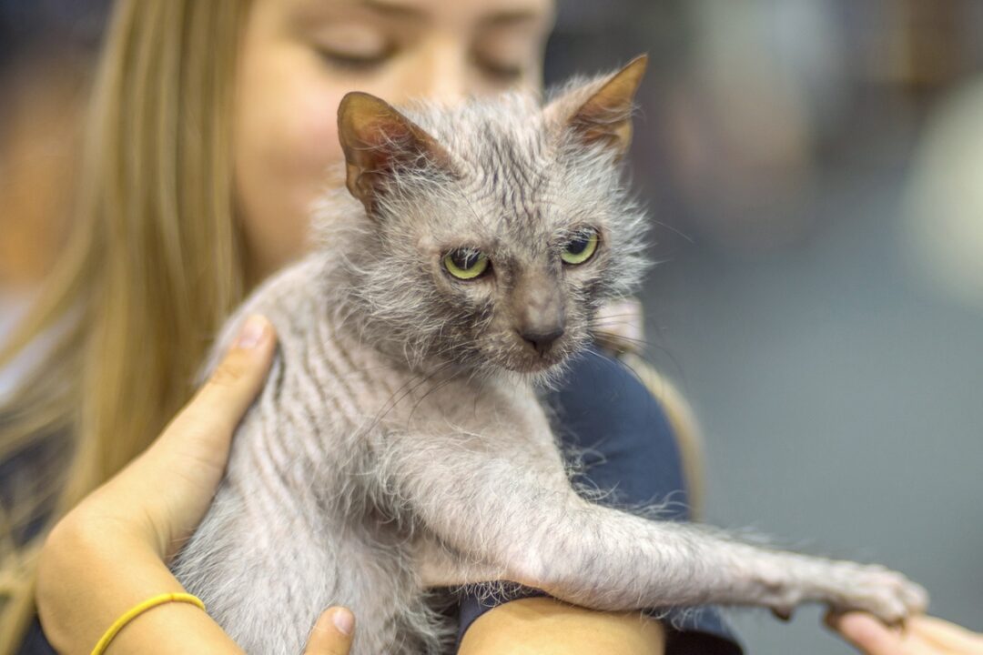 How Much Does a Lykoi Cat Cost? (2024 Price Guide)