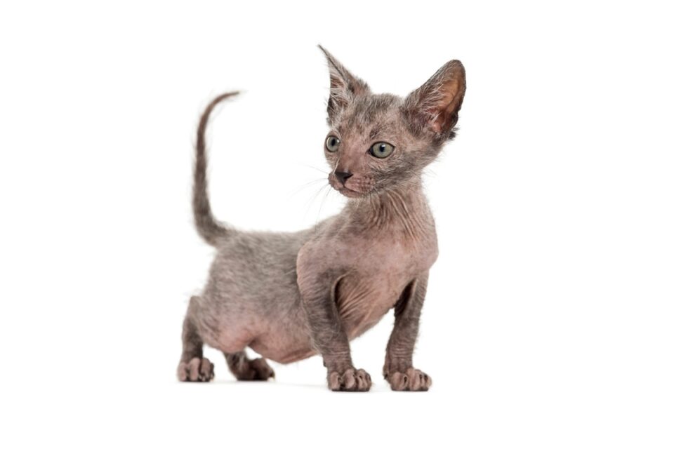 How Much Does a Lykoi Cat Cost? (2024 Price Guide)