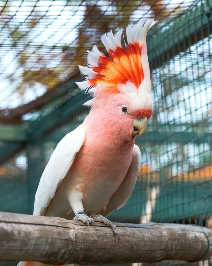 How Much Does a Cockatoo Cost? Cockatoo Prices & Expenses