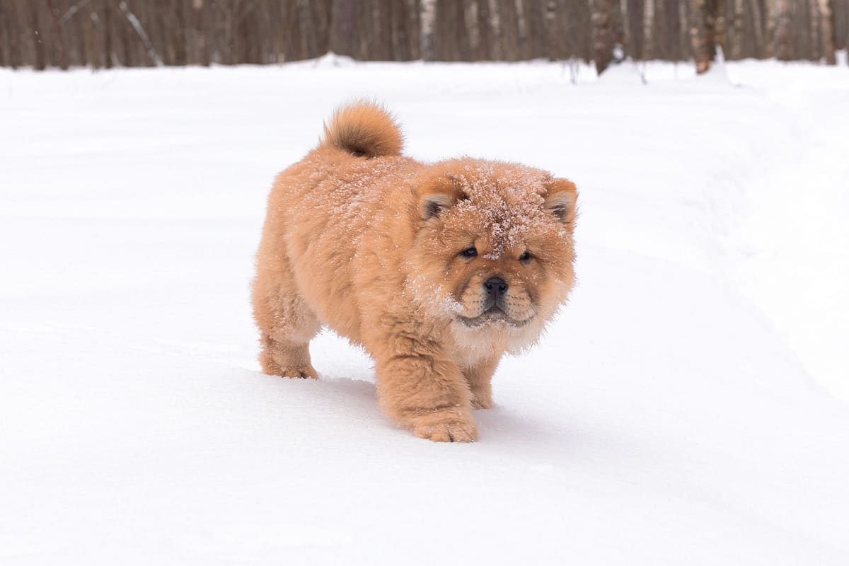 Mini Chow Chow walking on thick snow in winter