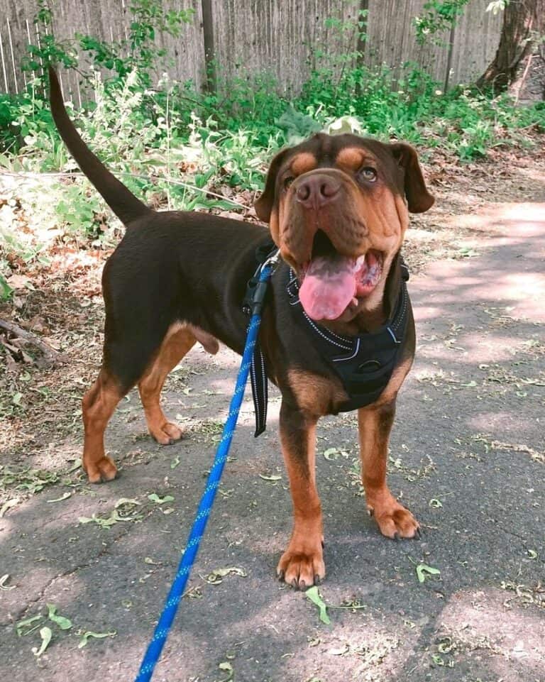 Mini Hippo Dog (SharPei & Cocker Spaniel Mix) Info, Pictures, Facts