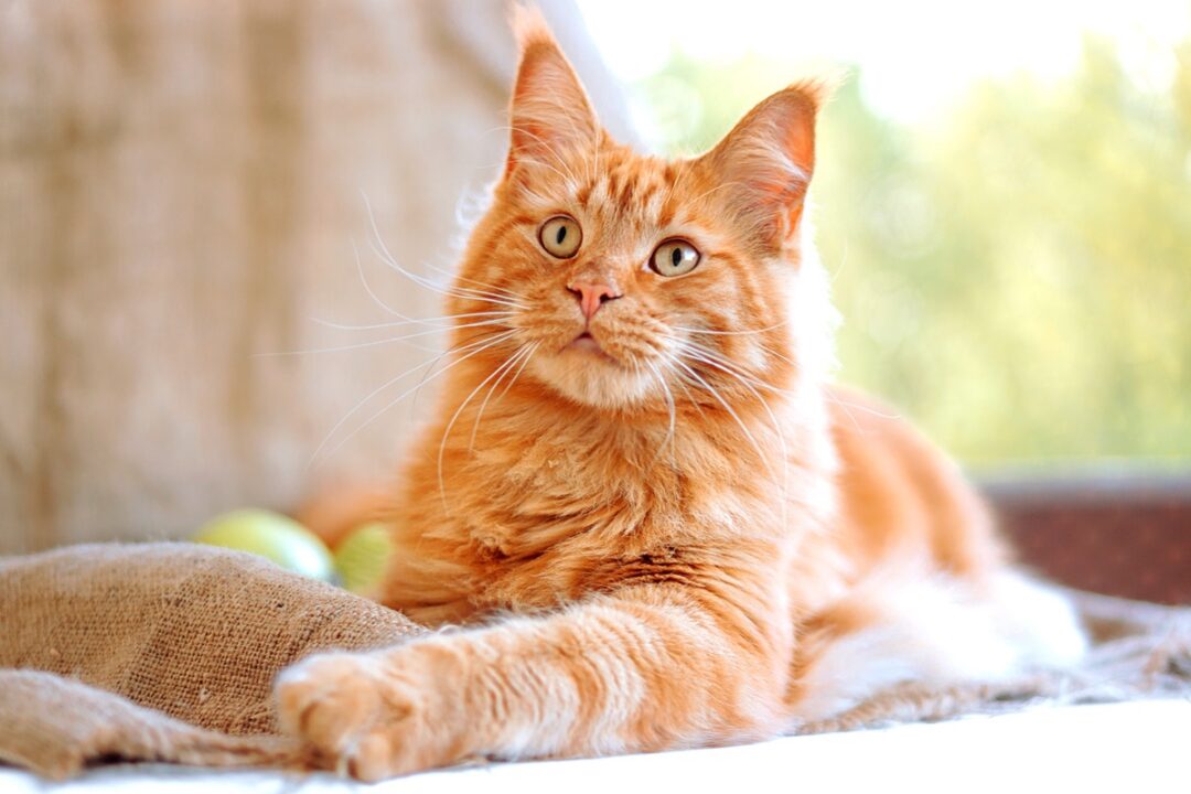 6 Types of Orange Maine Coons Explained (With Pictures)