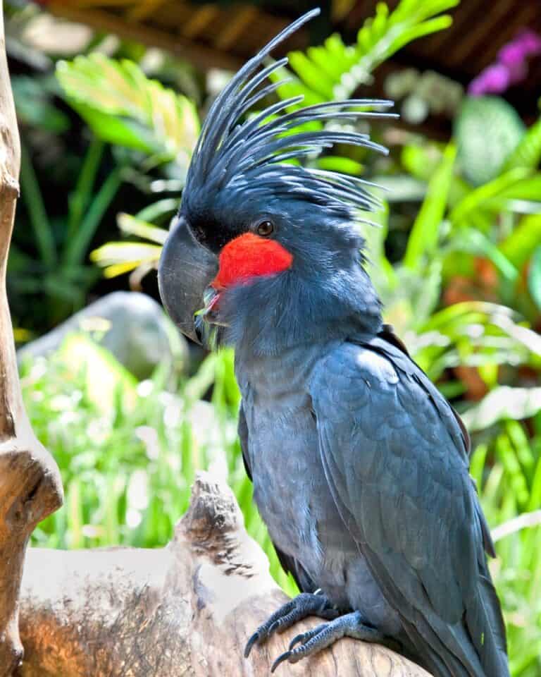 How Much Does a Cockatoo Cost? Cockatoo Prices & Expenses