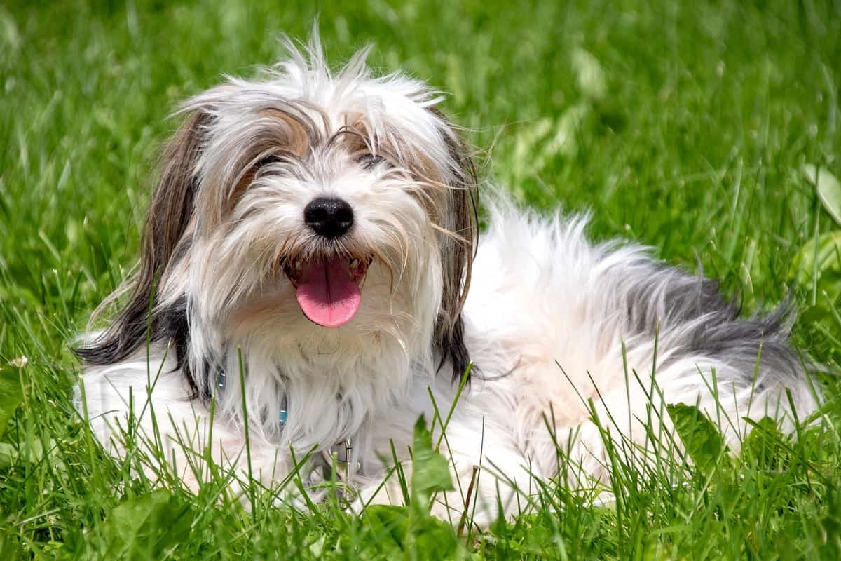 Parti Yorkie lying in the grass with tongue out