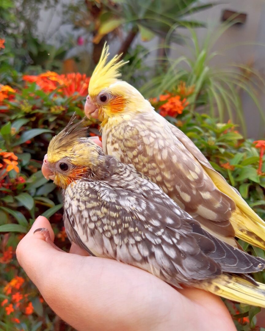 How Much Does a Cockatiel Cost? Cockatiel Prices & Expenses