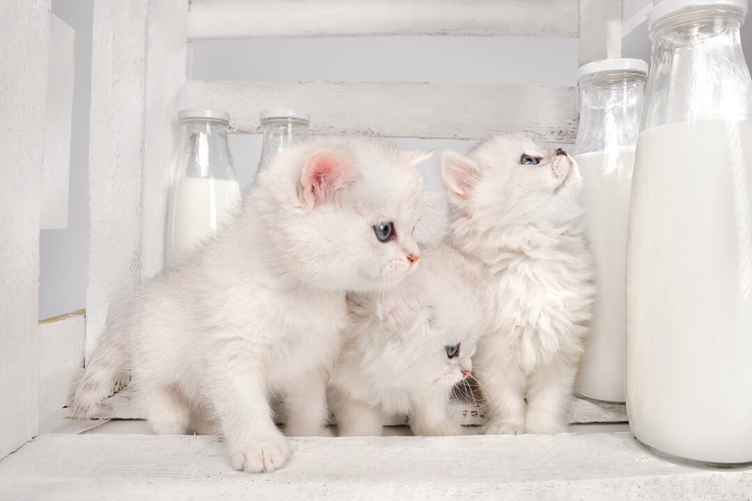 How Much Does a Persian Cat Cost? (2024 Price Guide)