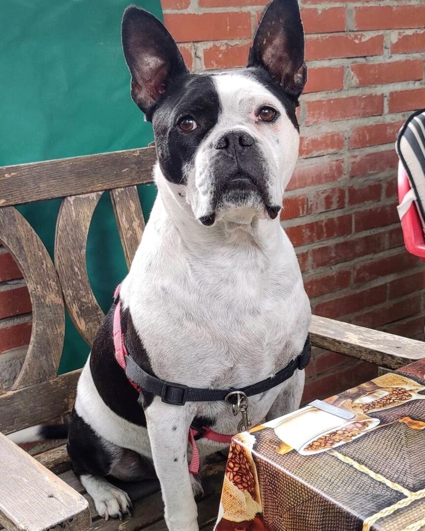 French Pitbull (French Bulldog & Pitbull Mix) Info, Pictures, Facts, FAQs & More