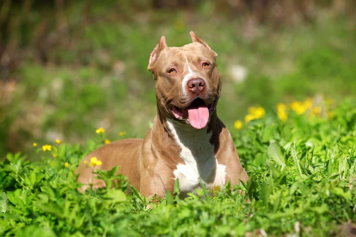 Pitbull lifespan how long do Pitbulls live