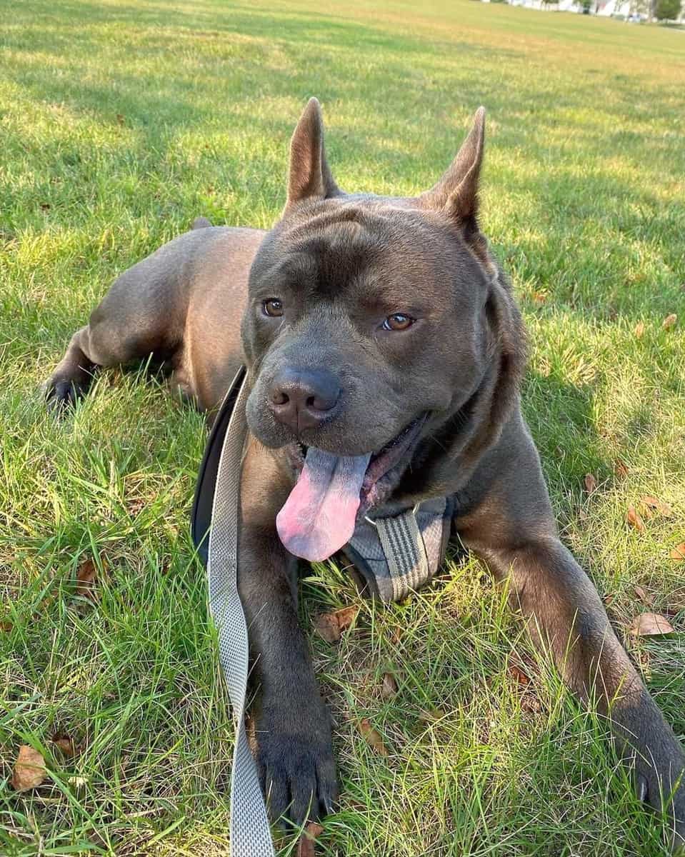 Pitchow Pitbull Chow Chow mix puppy lying on grass