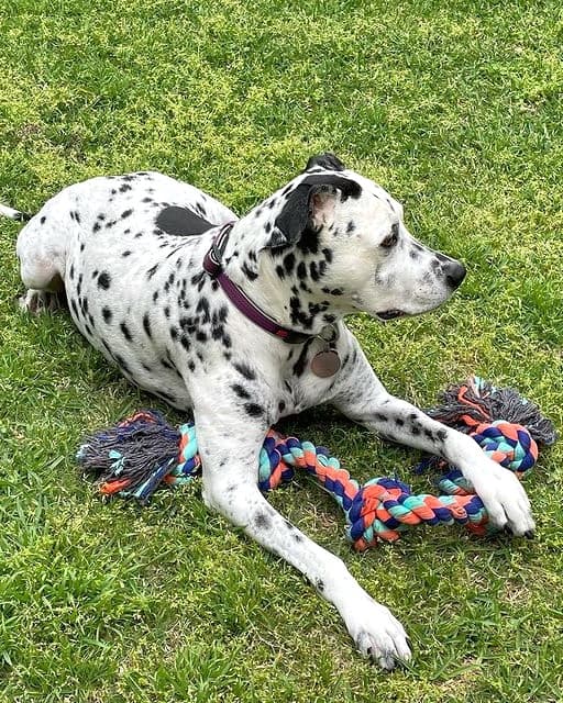 Pitmatian Pitbull Dalmatian mix lying on grass