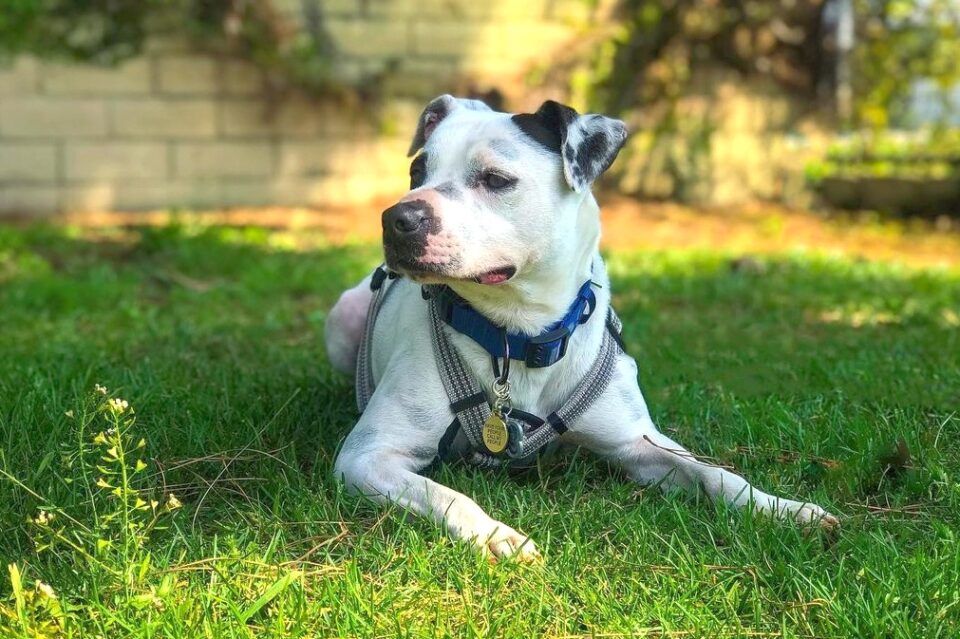 Pitmatian (Dalmatian & Pitbull Mix) Info, Pictures, Facts, FAQs & More