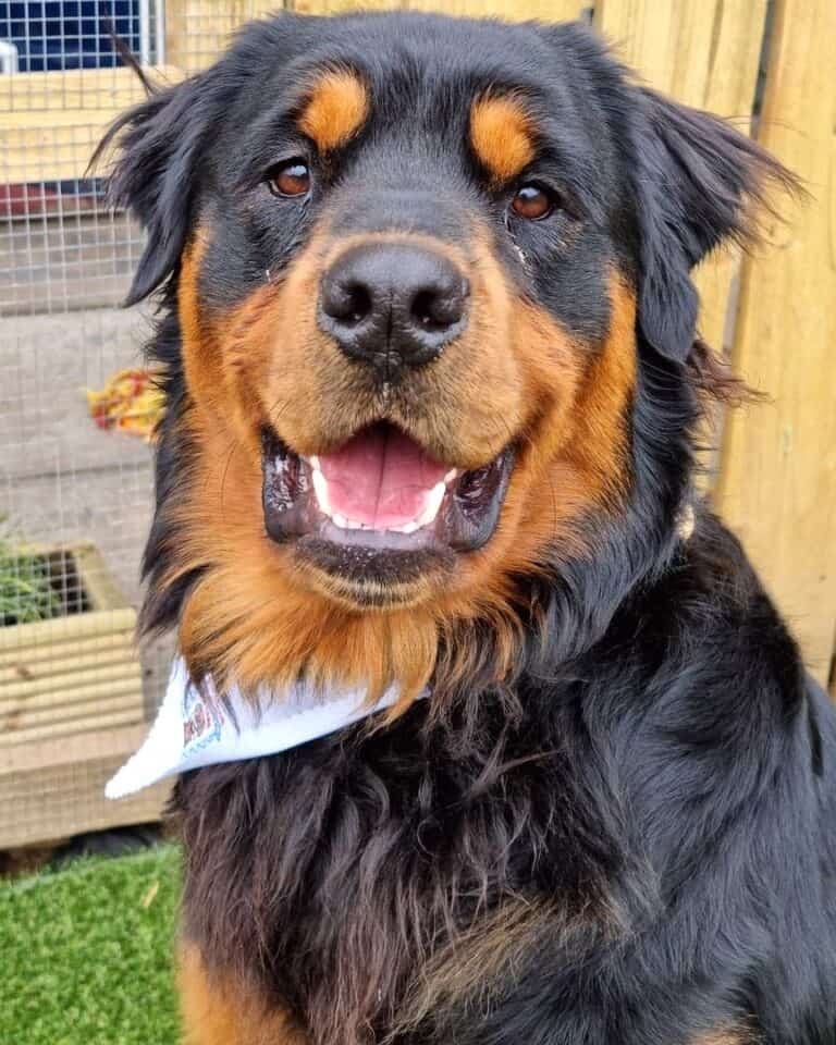 Long Haired Rottweiler Info, Facts, Pictures & FAQs