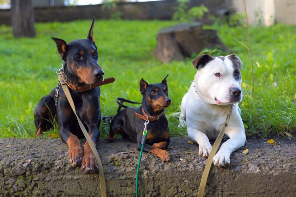 Doberman Pit (Doberman & Pitbull Mix) Info, Pictures, Facts, FAQs, and More