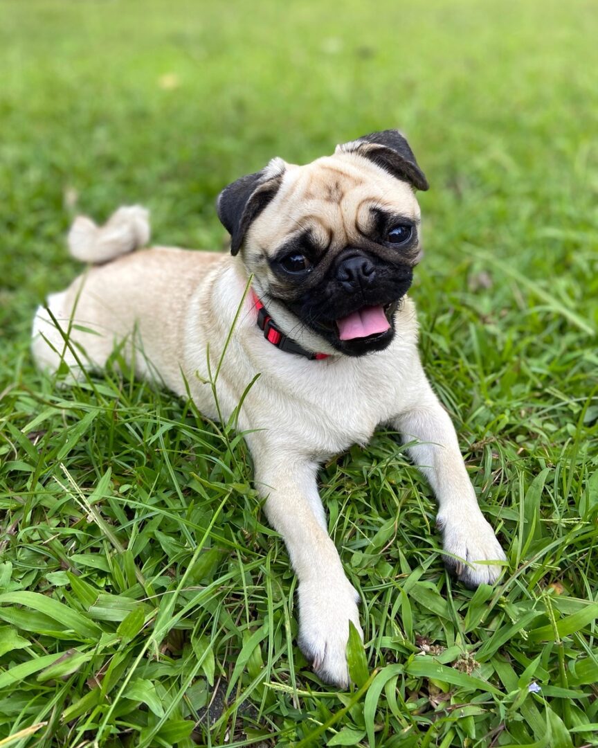 Retro Pug (Pug & Jack Russell Terrier Mix) Info, Pictures, Facts, FAQs