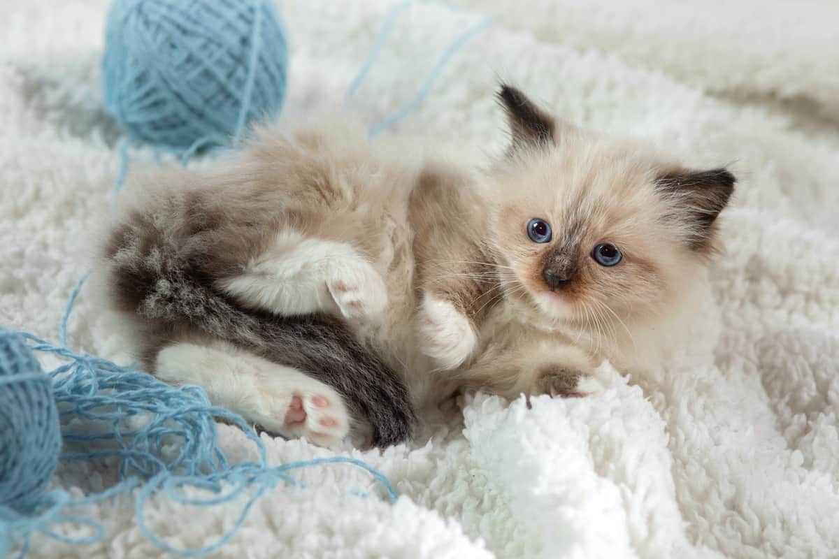 Factors affecting Ragdoll cat price